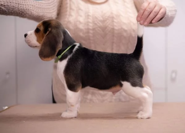 CUCCIOLI DI BEAGLE