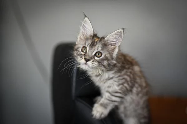 Maine coon cuccioli