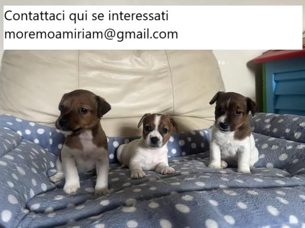 Cuccioli di Jack Russell adorabili e adorabili segni