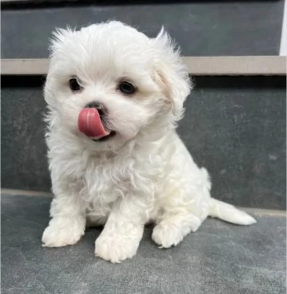 Cuccioli di cane maltese toy  | Foto 0