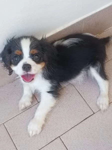 Cavalier king Charles spaniel tricolor 