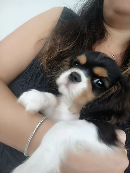 Cavalier king Charles spaniel tricolor  | Foto 6