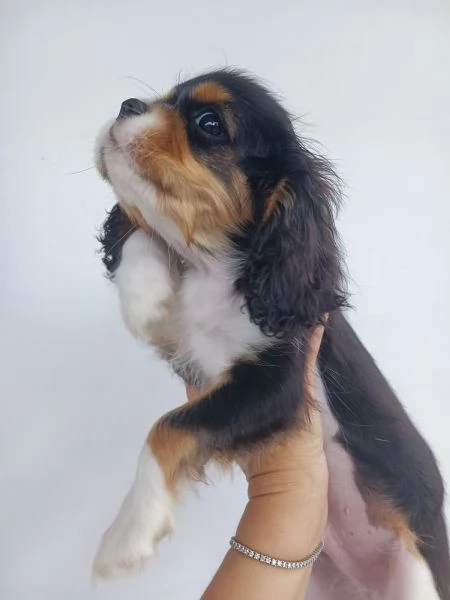 Cavalier king Charles spaniel tricolor  | Foto 4