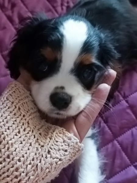 Cavalier king Charles spaniel tricolor  | Foto 3