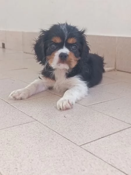 Cavalier king Charles spaniel tricolor  | Foto 1