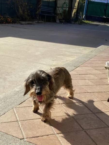 Cuccioli bassotto tedesco pelo duro | Foto 7