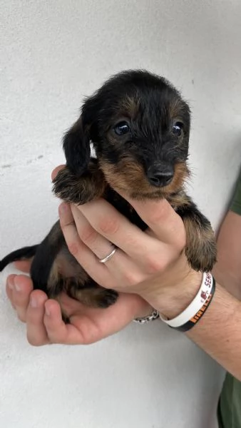 Cuccioli bassotto tedesco pelo duro | Foto 6