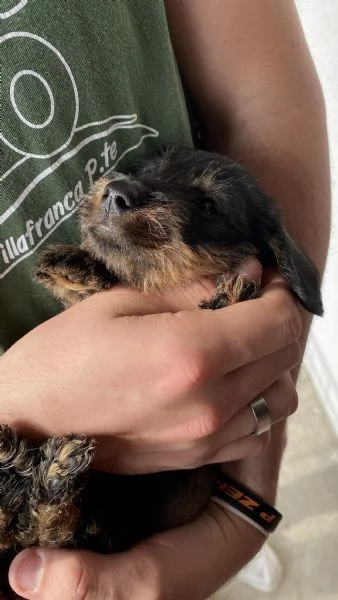 Cuccioli bassotto tedesco pelo duro | Foto 5