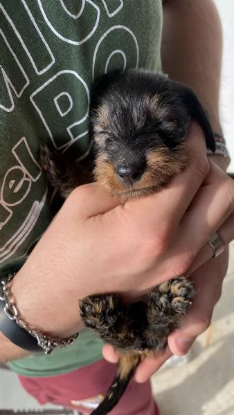 Cuccioli bassotto tedesco pelo duro | Foto 4