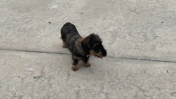 Cuccioli bassotto tedesco pelo duro | Foto 3