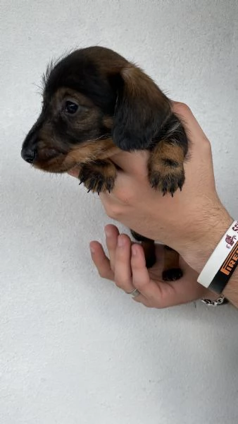 Cuccioli bassotto tedesco pelo duro | Foto 1