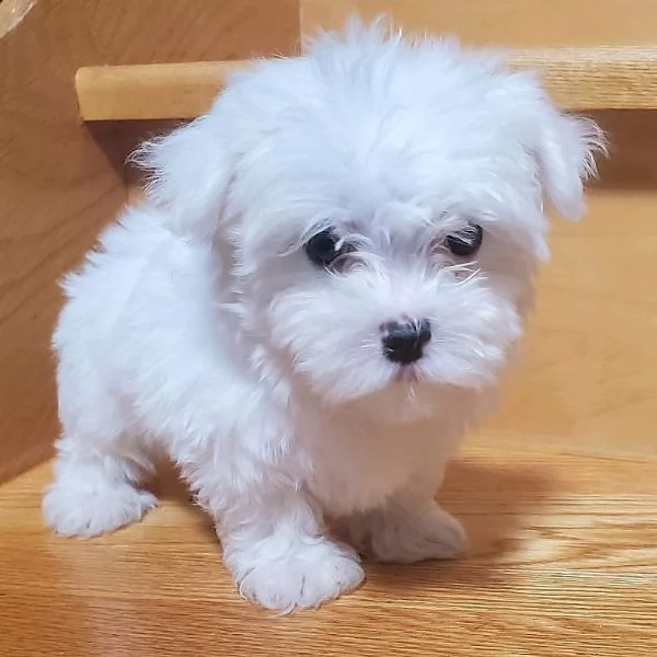 Maltese toy cuccioli 