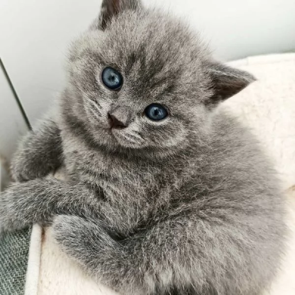 Gattini British Shorthair disponibili