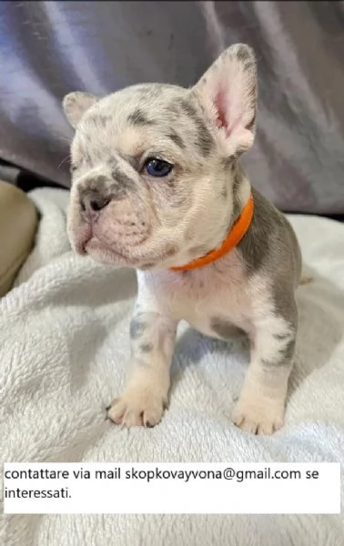 Bellissimi bulldog francesi