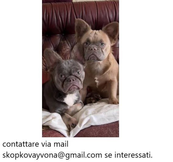 Cuccioli di bulldog francese