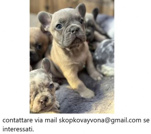 Cucciolo di bulldog francese