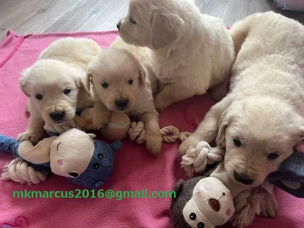 Cuccioli di Golden Retriever | Foto 0