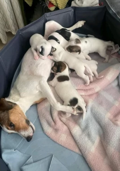 Cuccioli di Jack Russell in adozione (quota di adozione 300€) | Foto 0