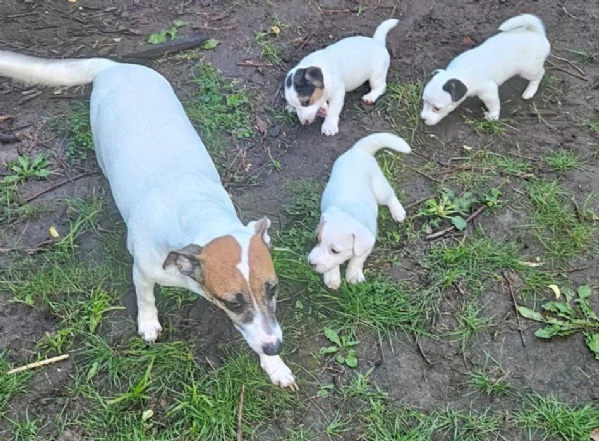 Cuccioli di Jack Russell in adozione (quota di adozione 300€)