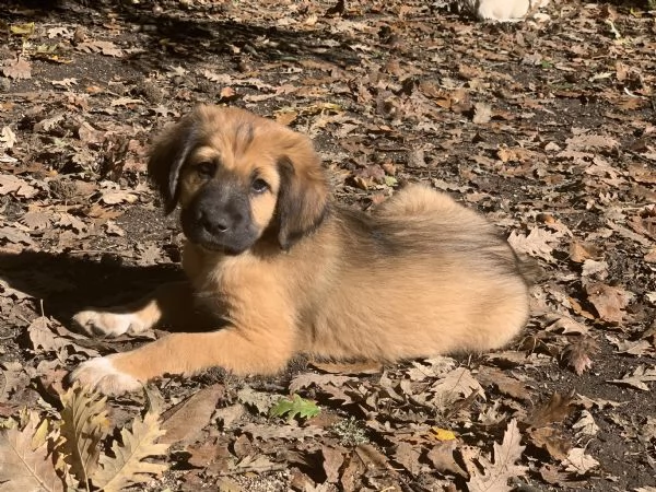 Cucciolo in adozione 