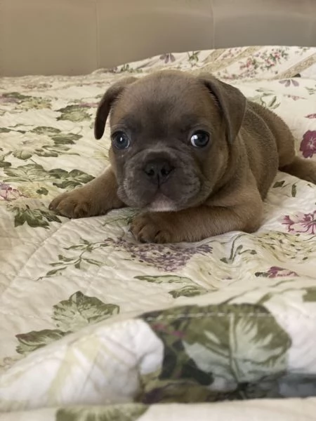 Cuccioli bulldog francese | Foto 4