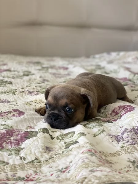 Cuccioli bulldog francese | Foto 3