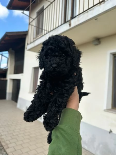 Vendo cucciolo di barboncino  | Foto 3