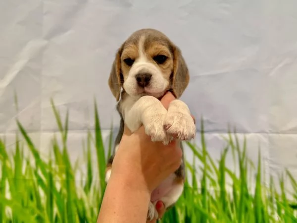 Dolci cuccioli di Beagle maschi e femmine!!