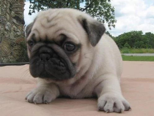 Bellissimi cuccioli di carlino con documenti