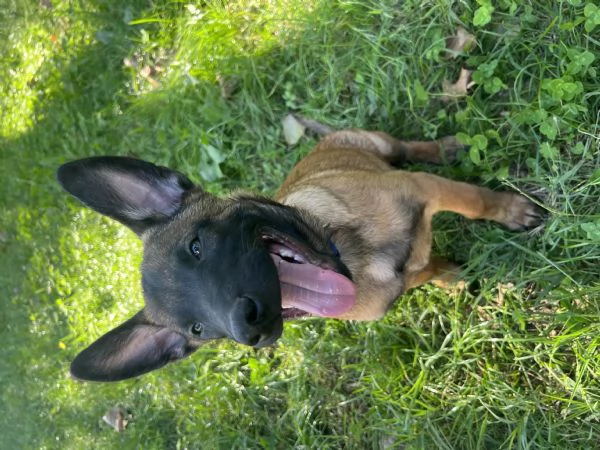 Cucciolo malinois | Foto 2