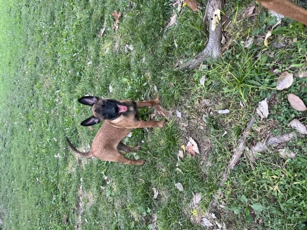 Cucciolo malinois | Foto 1