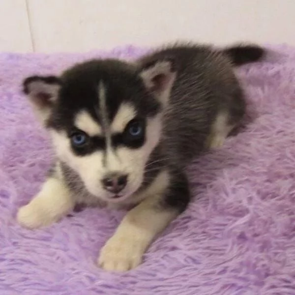 Sono nati dei bellissimi cuccioli di husky. | Foto 1