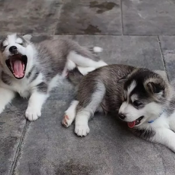 Sono nati dei bellissimi cuccioli di husky. | Foto 1