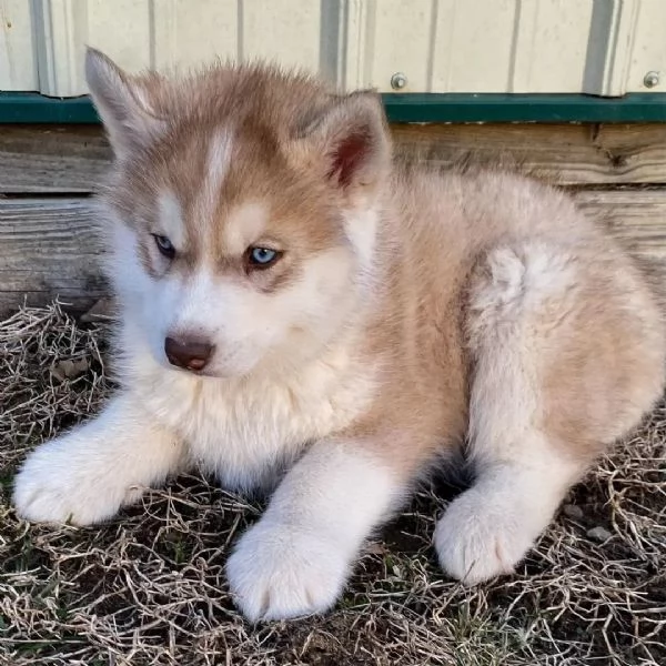 Sono nati dei bellissimi cuccioli di husky.