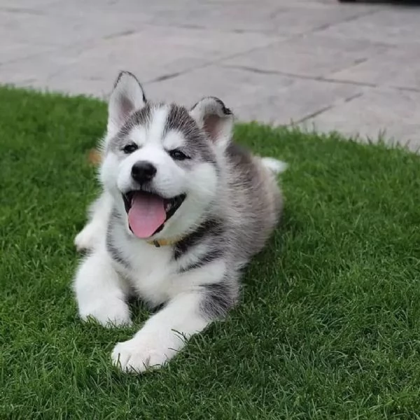 Sono nati dei bellissimi cuccioli di husky.