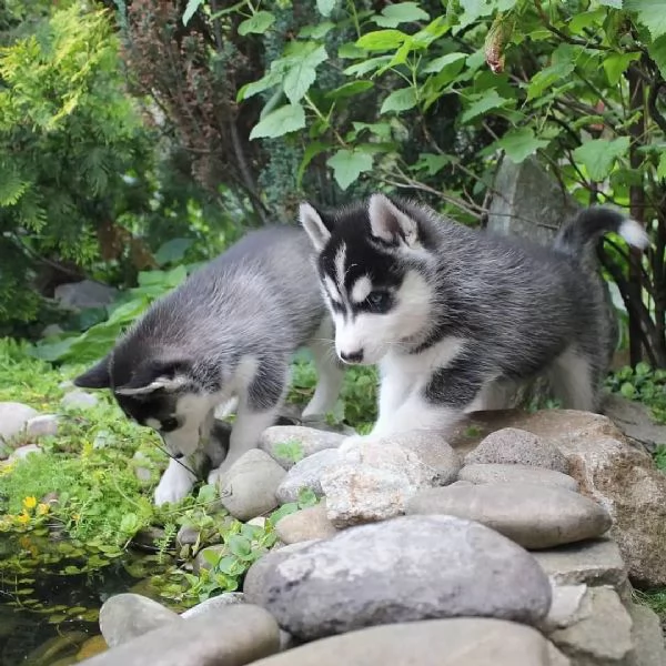 Sono nati dei bellissimi cuccioli di husky. | Foto 1