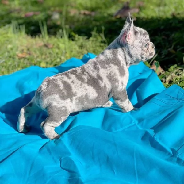 Sono nati dei bellissimi cuccioli di bulldog francese.