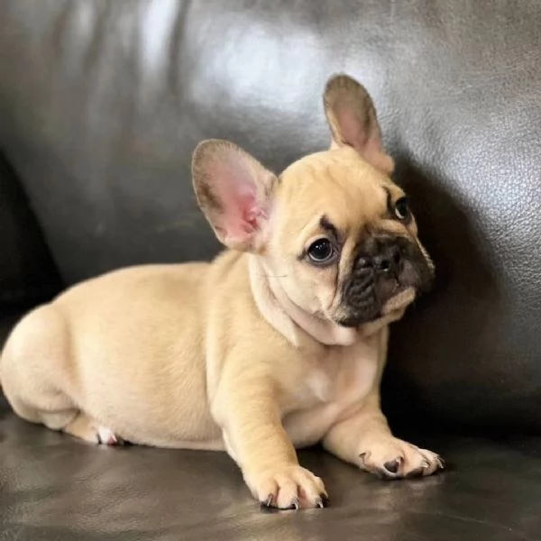 Sono nati dei bellissimi cuccioli di bulldog francese. | Foto 0