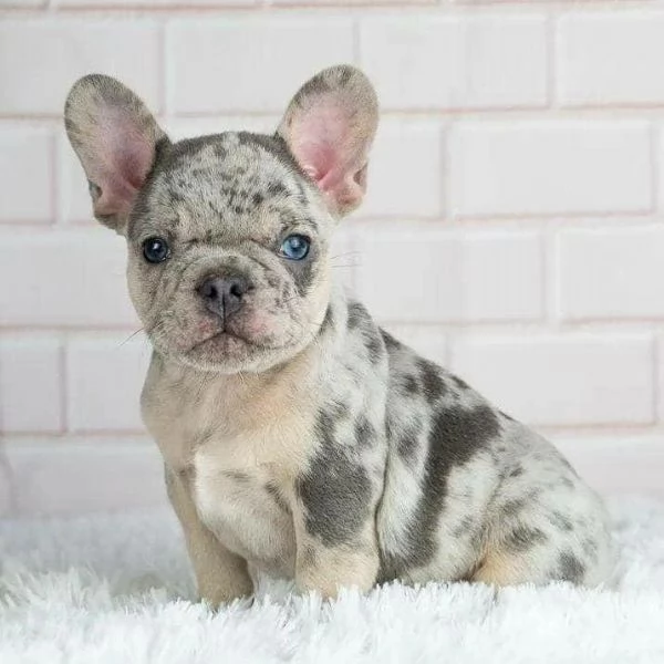 Sono nati dei bellissimi cuccioli di bulldog francese.