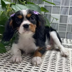 Sono nati dei bellissimi cuccioli di Cavalier King Charles Spaniel.