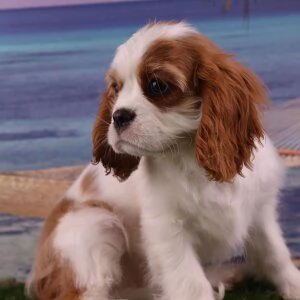 Sono nati dei bellissimi cuccioli di Cavalier King Charles Spaniel. | Foto 0