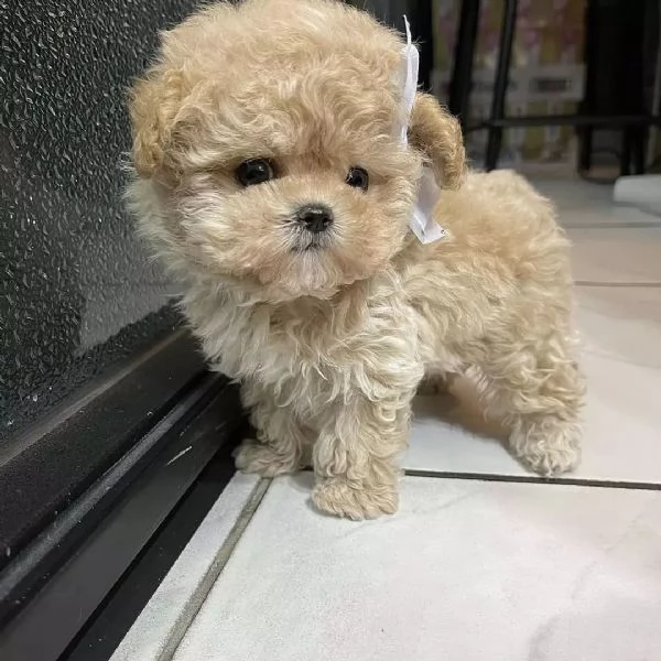 Sono nati dei bellissimi cuccioli di barboncino.