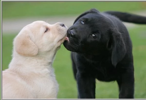 i cuccioli labrador cercano una nuova casa