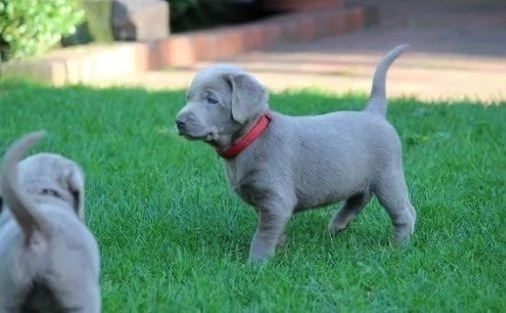 bellissimi cuccioli di labrador