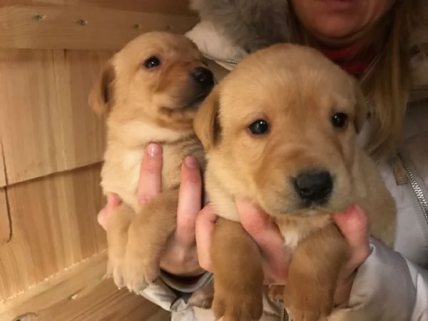 Cuccioli di labrador sani disponibili