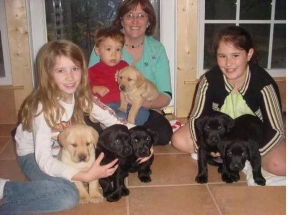 Bellissimi cuccioli di Labrador 3 femmine e 3 maschi