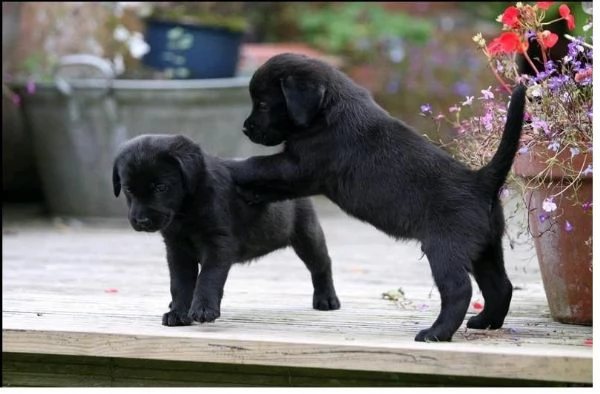 Bellissimi cuccioli di labrador con documenti