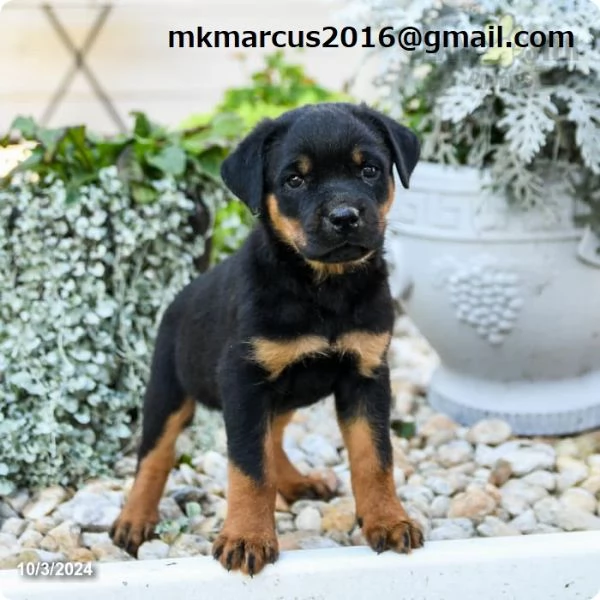 Cuccioli di rottweiler maschi e femmine | Foto 0