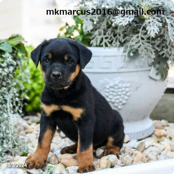 Cuccioli di rottweiler maschi e femmine