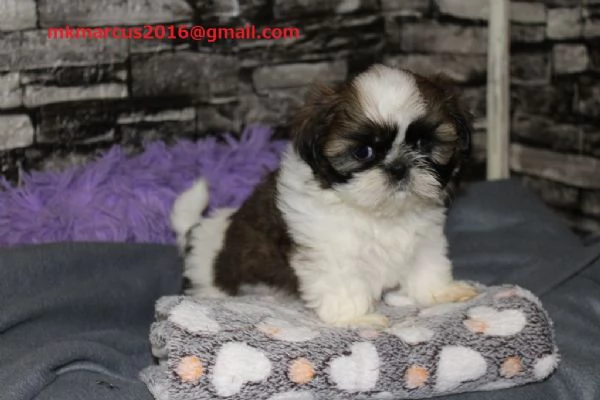 Cuccioli di shih tzu